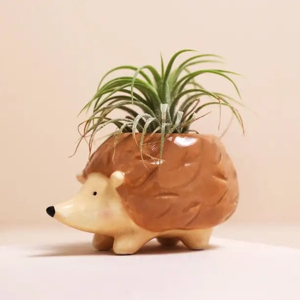 Lisa Angel Garden Ornaments Tiny Hedgehog Airplant Holder