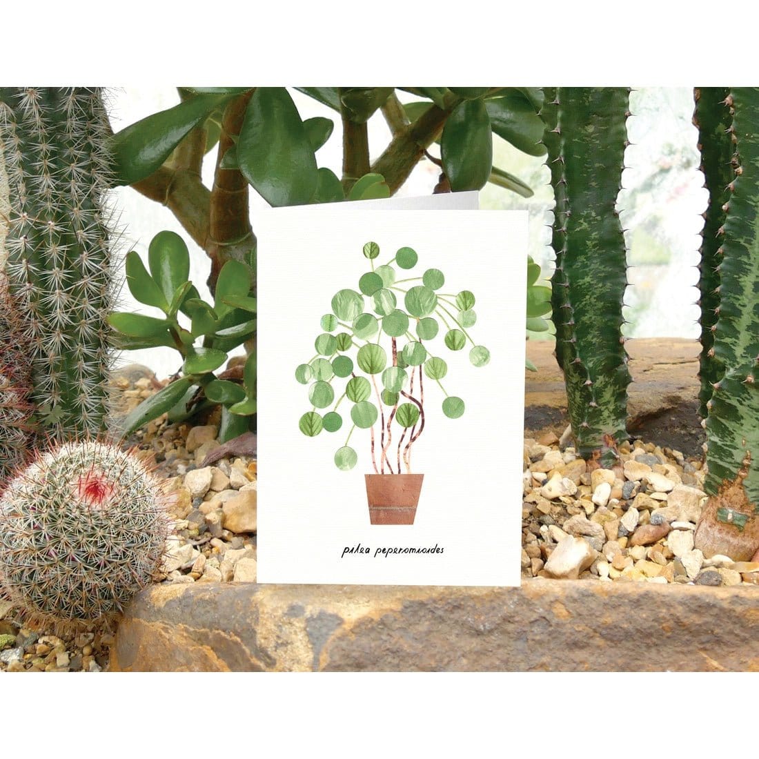 Paper Whale Cards Pilea Greeting Card - PW18